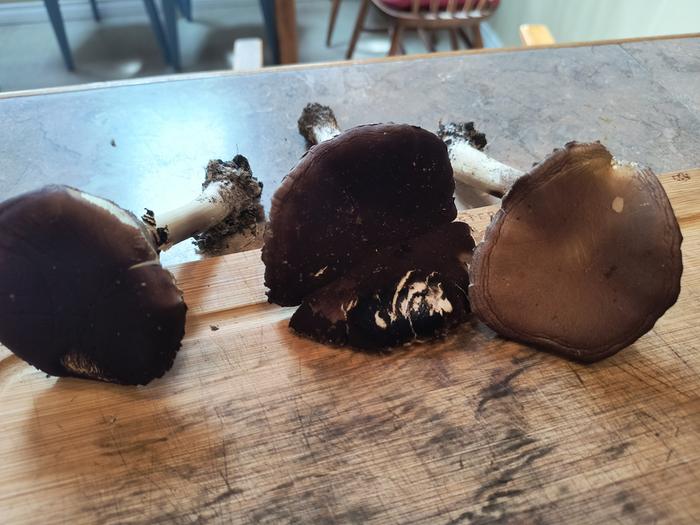 winecap mushrooms with black heads