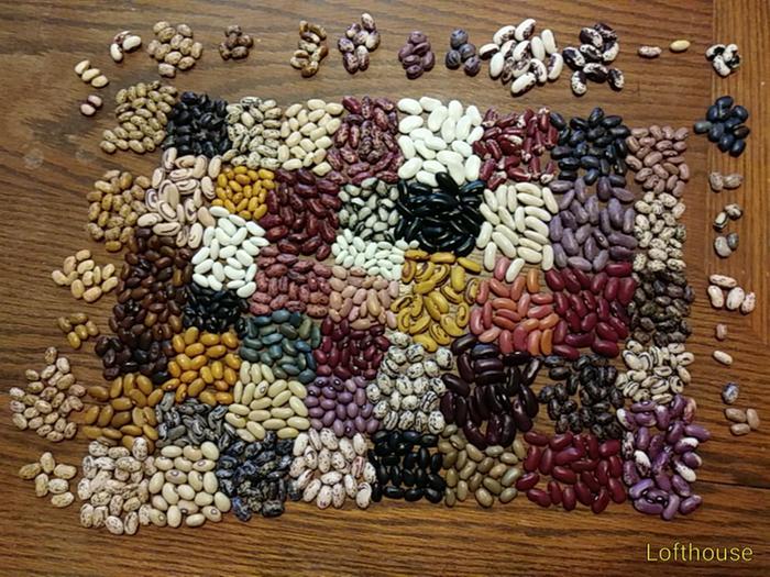 Sorting beans by phenotype.