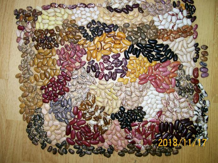 Sorting landrace beans by phenotype.