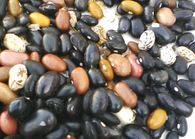 Oxbow farm bean hybrid F2 generation.