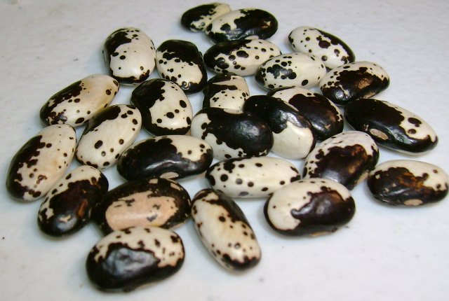 Eventually isolated and stabilized this variety from it. 