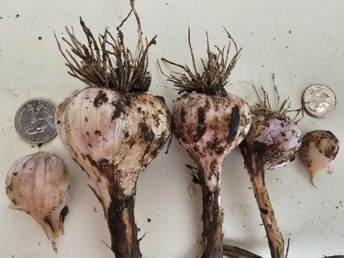 [Thumbnail for Garlic-from-bulbils-2025-harvest.jpg]
