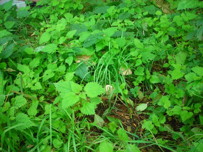 [Thumbnail for DSCN1560.JPG]