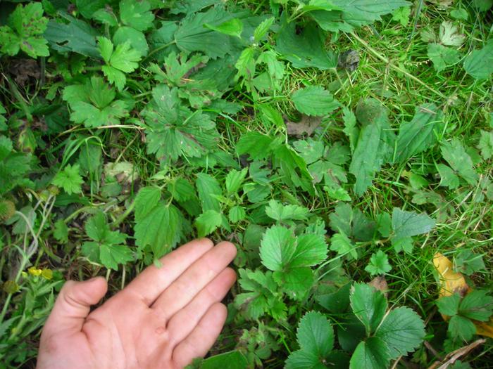 [Thumbnail for DSCN1083.JPG]