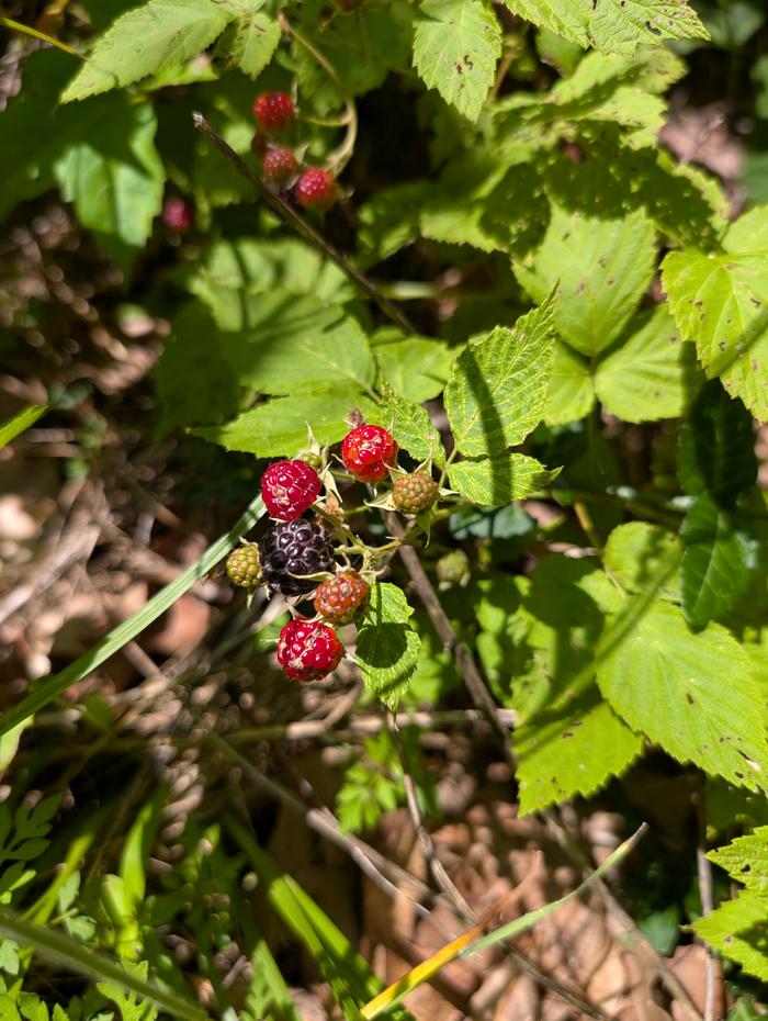 Black raspberries