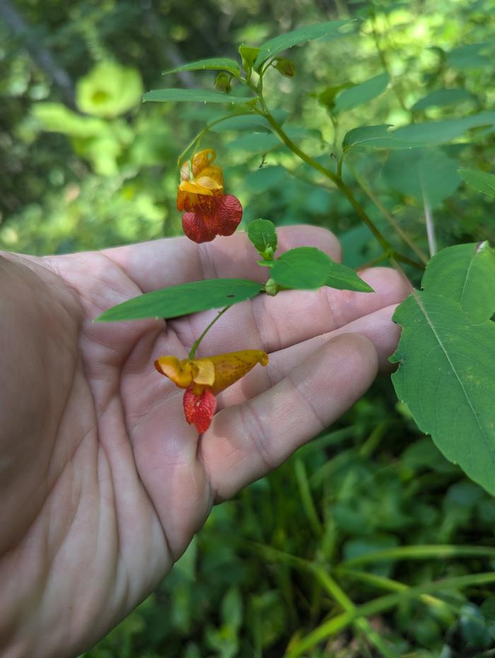 Jewelweed 