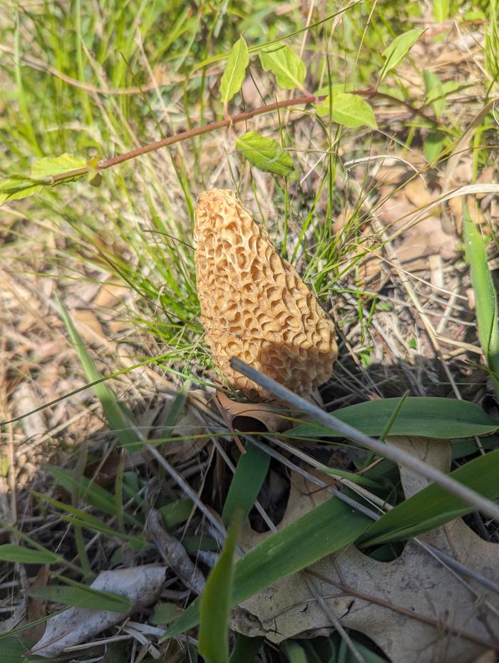 Morel