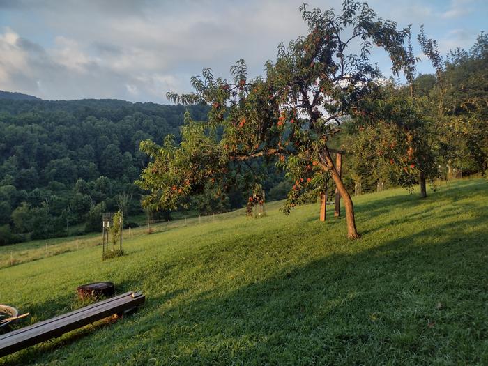 27 tree orchard with fruiting peach tree