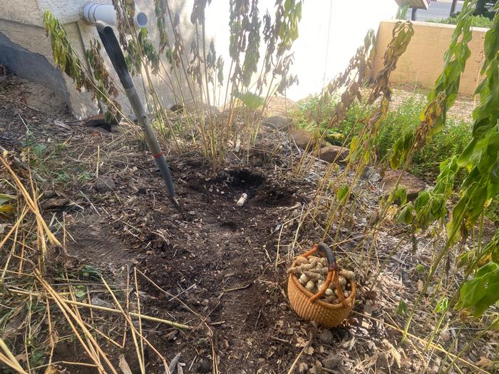 I need a bigger basket for all of these sunchokes!!