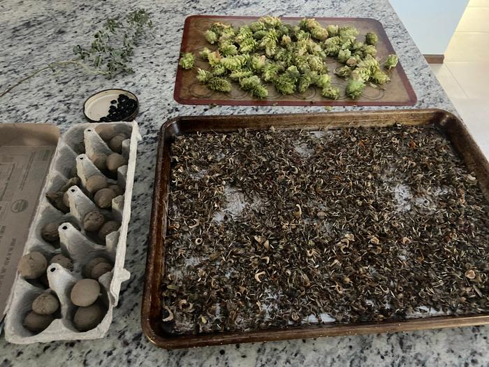 Filename: seed-balls-flower-seeds-and-hops-drying.jpg
Description: drying seed balls, hops, oregano, and a flower mix that I harvested drying seed balls, hops, oregano, and a flower mix that I harvested