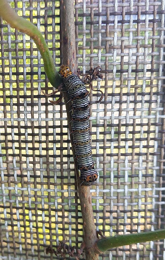 beautiful wood nymph caterpillar