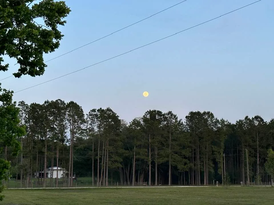 [Thumbnail for the-dood-ranch-boondocking-site-1-north-florida.jpg]
