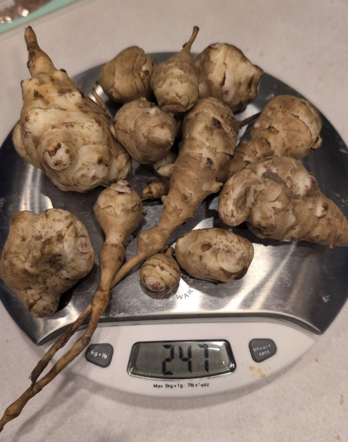 247 grams of sunchoke tubers on a kitchen scale