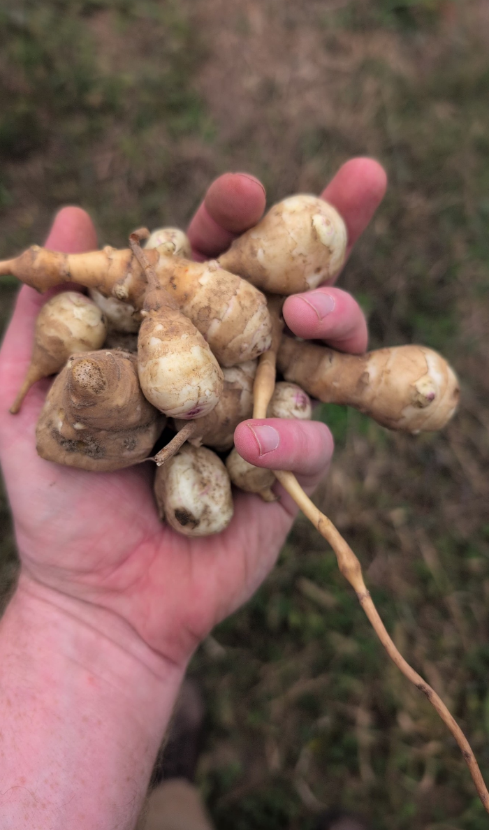Handful weighs about 1/2 pound