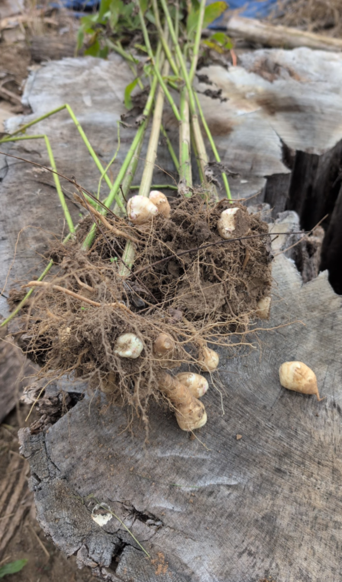 replanted rooty bits