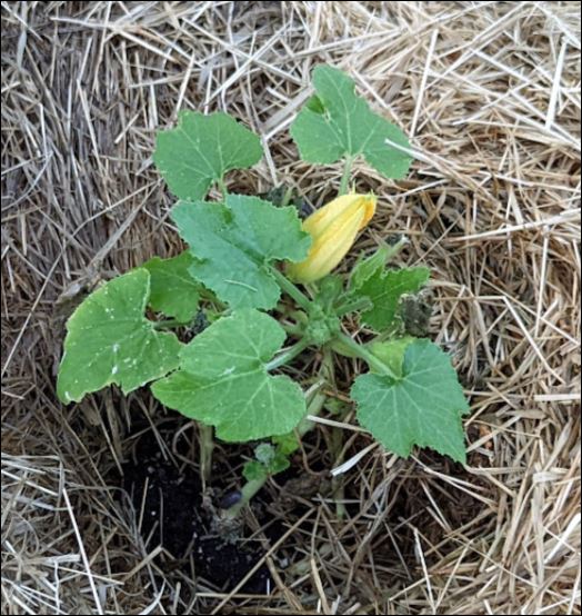 This was a squash (or melon? I forget) early July a few years back.
