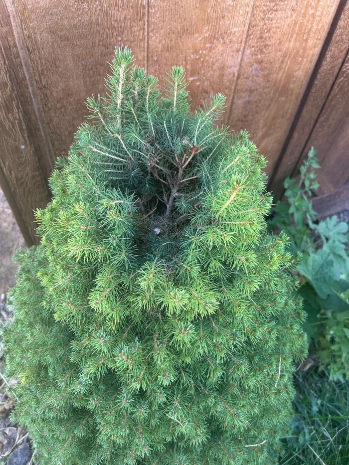 [Thumbnail for dwarf-spruce-bettle-8-18-25-2.JPG]