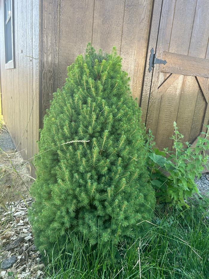[Thumbnail for dwarf-spruce-bettle-8-18-25-3.JPG]
