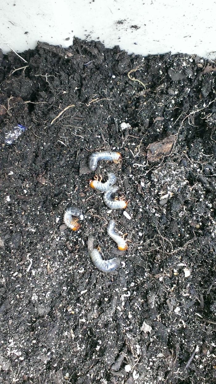 thirty grubs in a single 5 gallon bucket