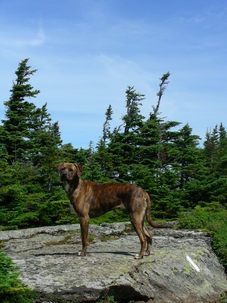 does a plott hound need snacks