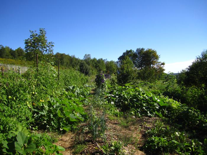 [Thumbnail for permaculture-food-forest-after.jpg]