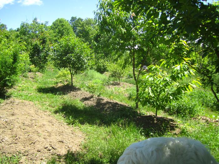 [Thumbnail for permaculture-food-forest-year-five.jpg]