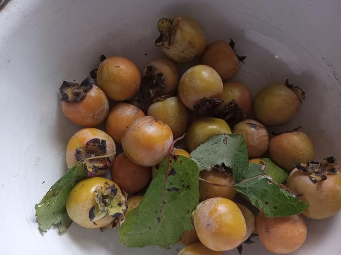  10/2 batch american persimmons turning color