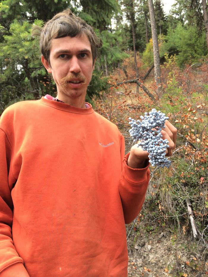 Richard foraging berries, never saw so many huckleberries!