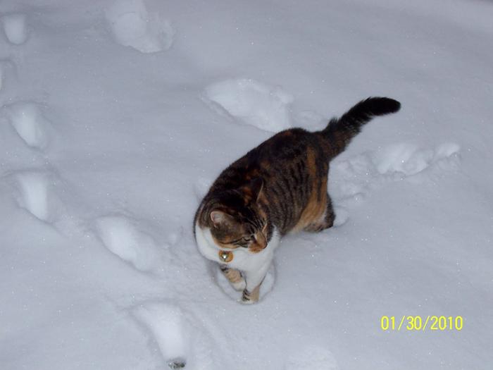 kitty cat in the snow