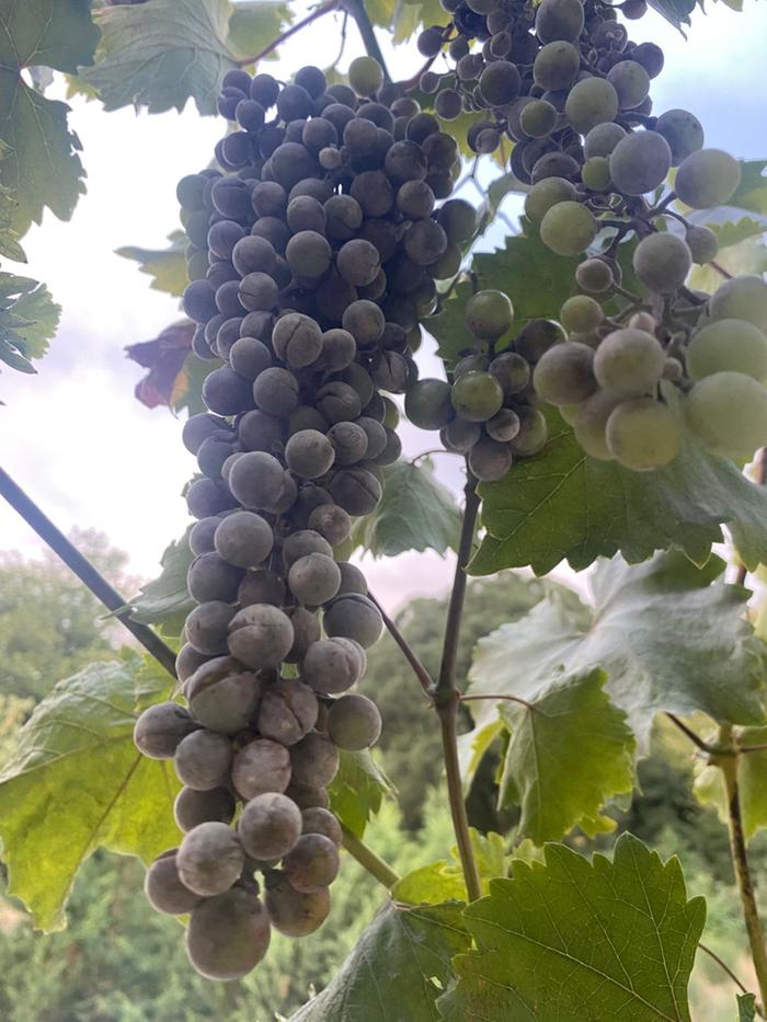 mildew, cracked grapes Zone 8, Peloponnese