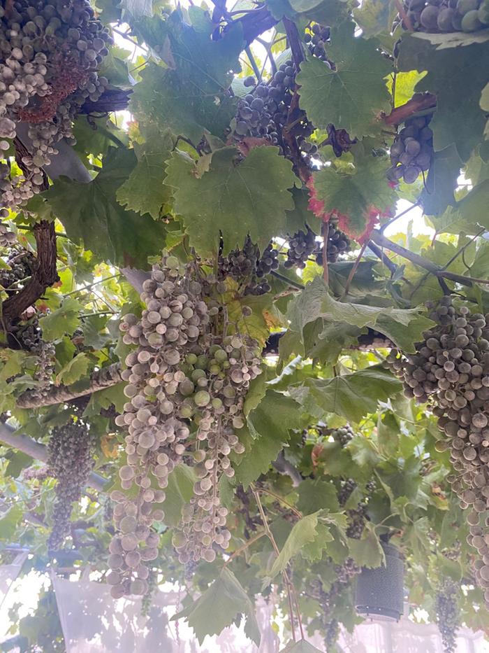 mildew by July...cracked grapes Zone 8, Peloponnese