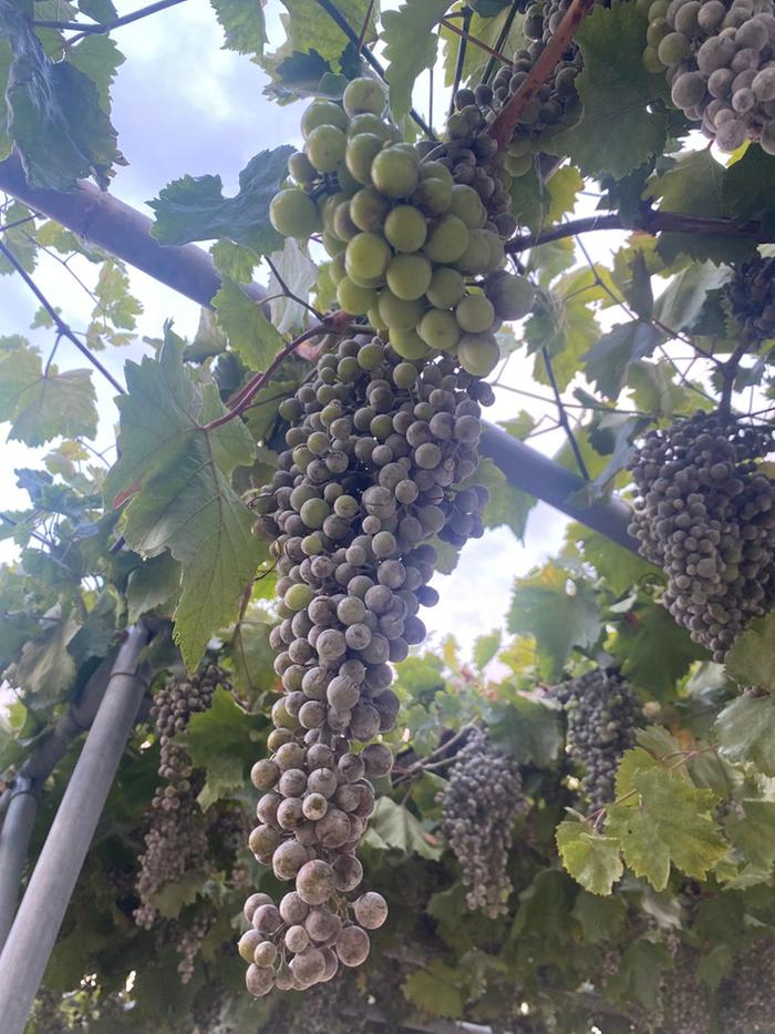 mildew - cracked grapes Zone 8, Peloponnese