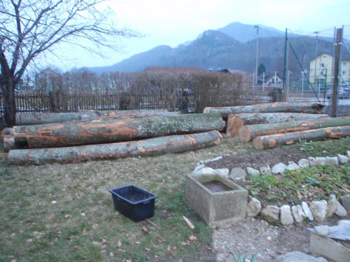 about 15 000kg of european beech and sycamore