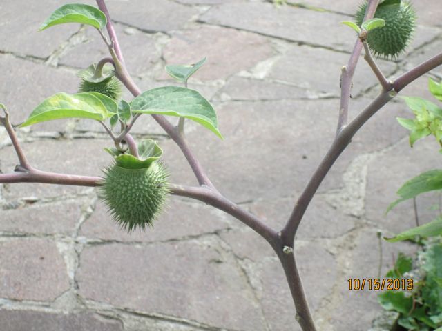 [Thumbnail for IMG_1827.jpg]