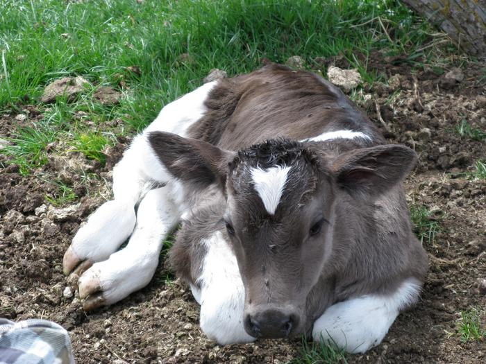 Bootsie's calf Pinto, now bred to calf next spring