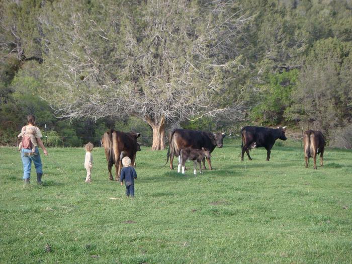 The girls coming in from the pasture for milking