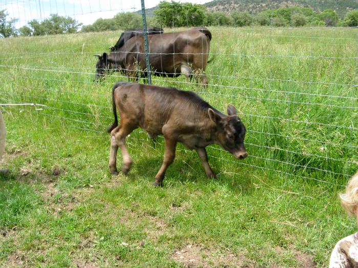 This year's best heiffer calf, Rose. Momma Lacey grazing in the background