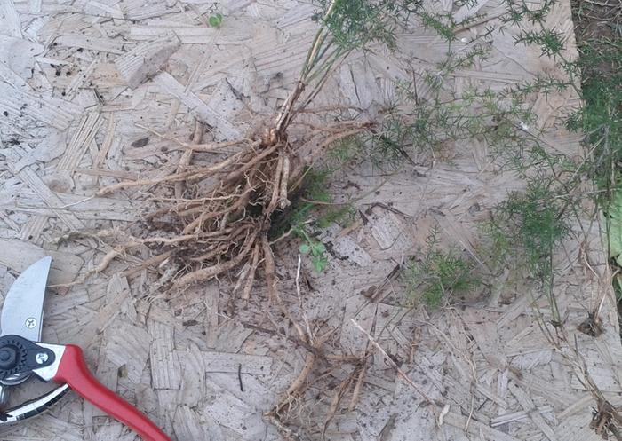 Wild Asparagus - Cutting its Roots for Propagation