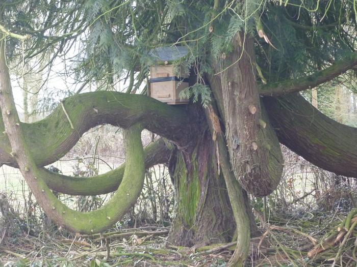 Bait hive in the monster tree