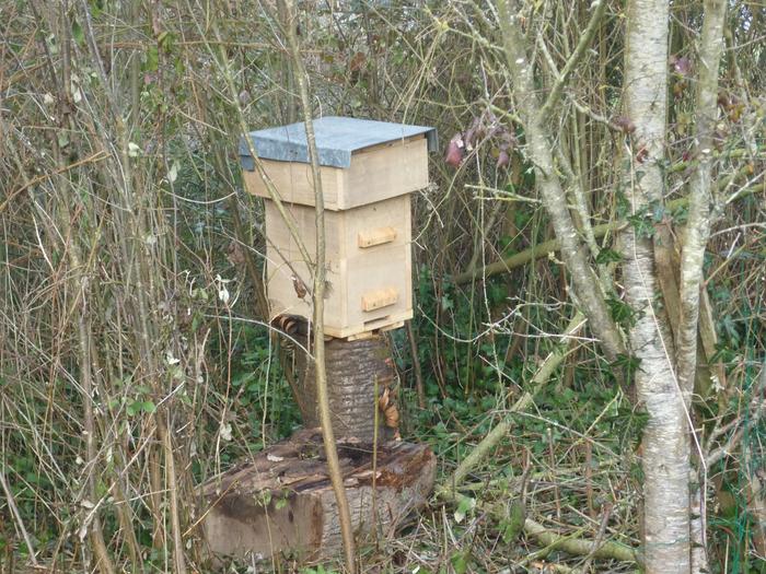 Bait hive among the brambles and wildish plum trees