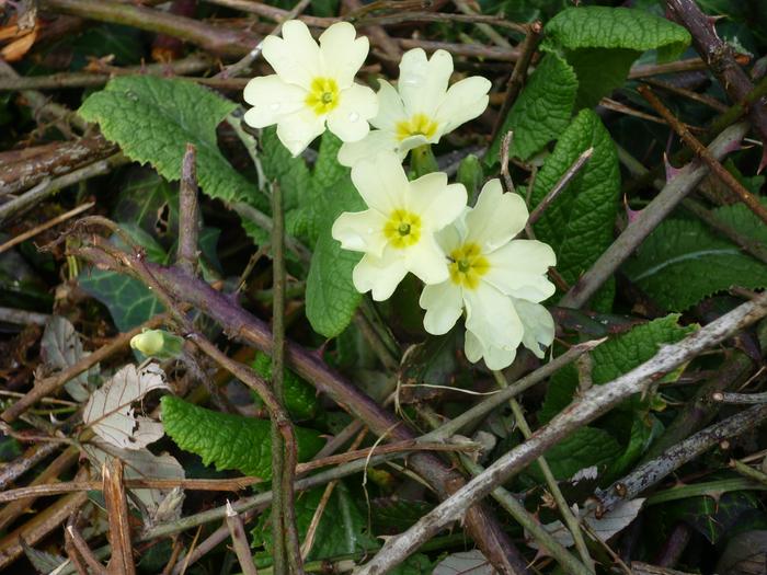 The first primrose of spring ;-)