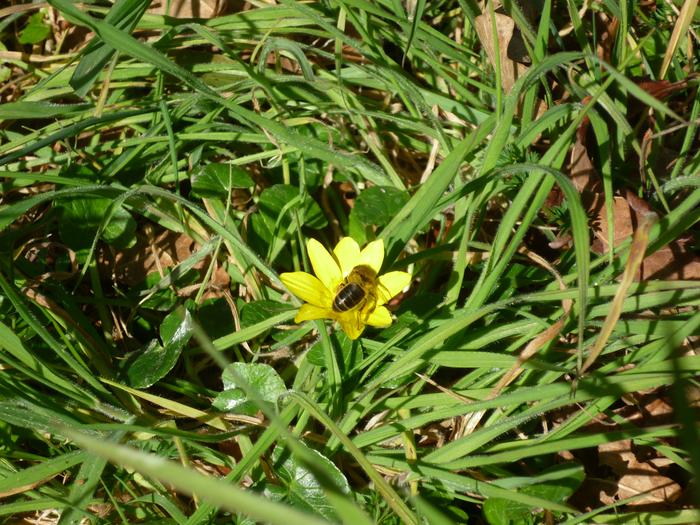 one of the girls on Lessor Celandine . This is flowering all over at the moment