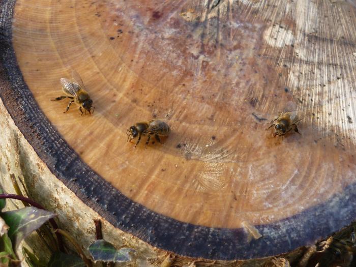 bees on walnut stump