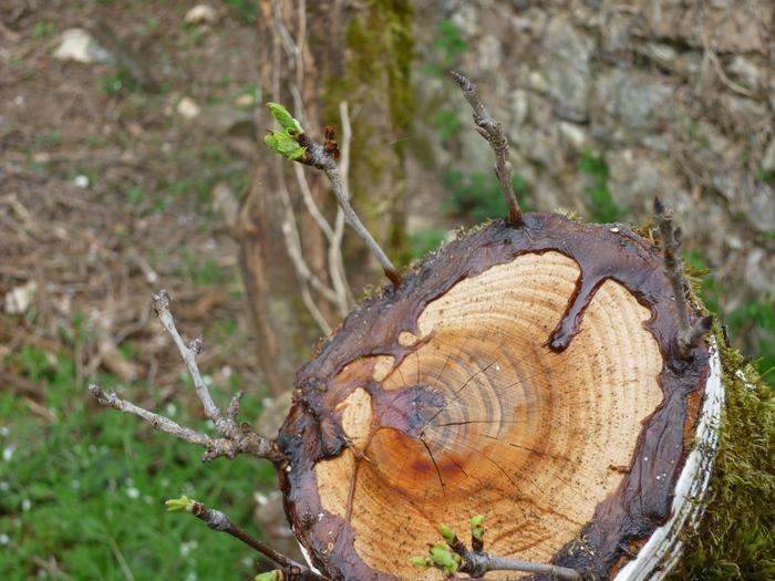 Some of my graftsare working :-) This is a plum tree