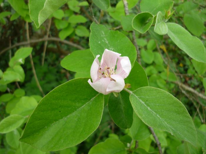 a nice quince flower - the quince tree is doing much better now I have removed the other treees shadowing it