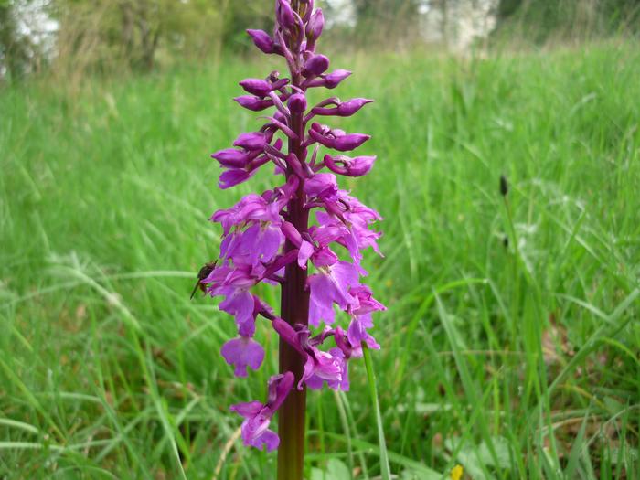 Wild Orchid