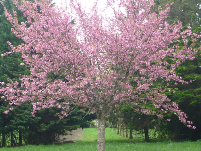 the flowering cherry out side the chateau