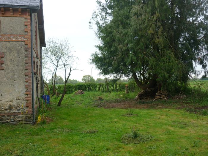 What used to be the jungle from the west With three of the plum trees now grafted two more next year