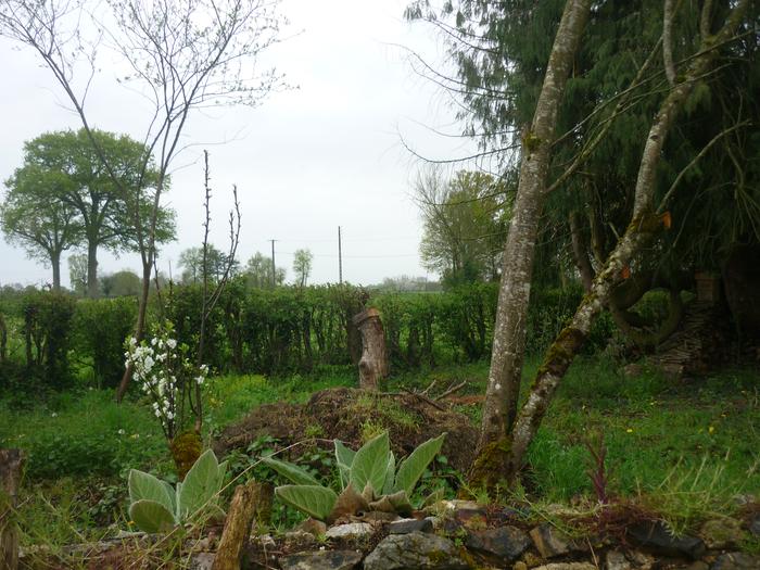 what used to be the jungle from the north with one log hive and another bait hive in the tree plus I am using monter tree as a dry place for fire wood storage