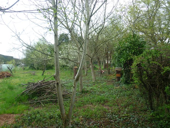 Another log hive and a Warre awaiting bees With the new Walnut trees